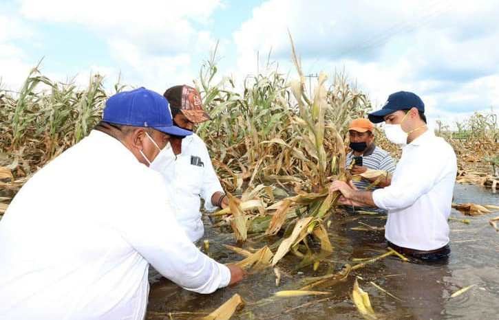 Pérdidas en el campo rebasan los 2 mil millones de pesos Pérdidas en el campo rebasan los 2 mil millones de pesos