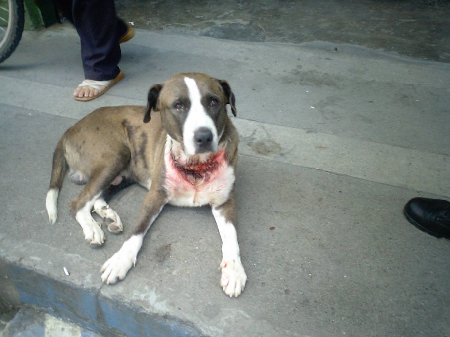 Entró en vigor la penalización al maltrato animal Entró en vigor la penalización al maltrato animal