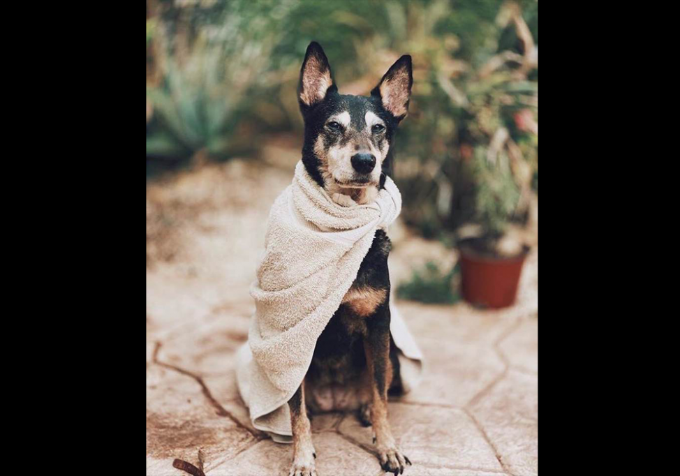 Ofrecen $5,000 de recompensa por perrita extraviada Ofrecen $5,000 de recompensa por perrita extraviada