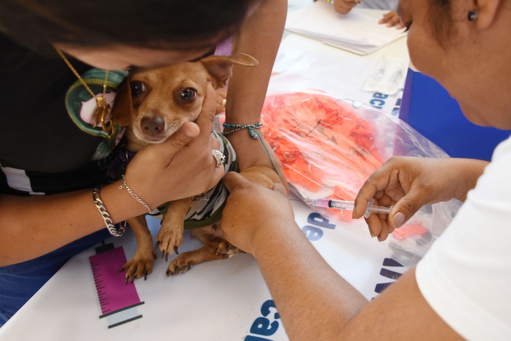 Exhortan a vacunar a las mascotas contra la rabia Exhortan a vacunar a las mascotas contra la rabia