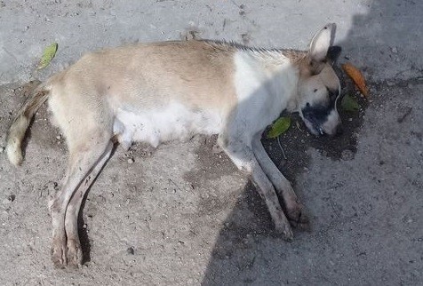 Envenenan perros y gatos Tizimín Envenenan perros y gatos Tizimín