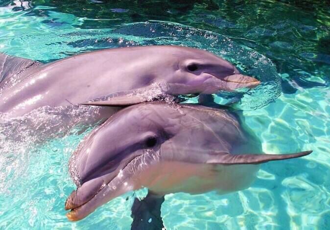 Delfines son declarados en peligro de extinción Delfines son declarados en peligro de extinción
