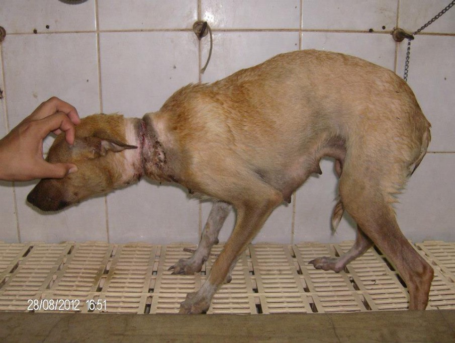 TIZIMIN: Construyen refugio para perros y gatos callejeros.\r\n