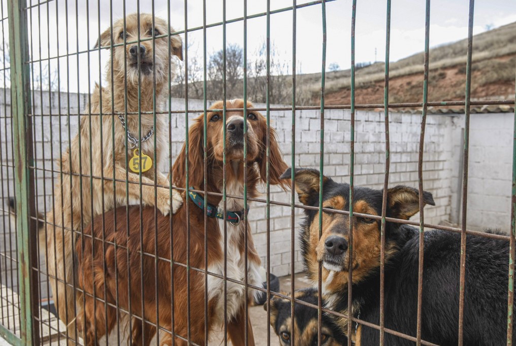 Invitan a charla por el cuidado de los animales Invitan a charla por el cuidado de los animales