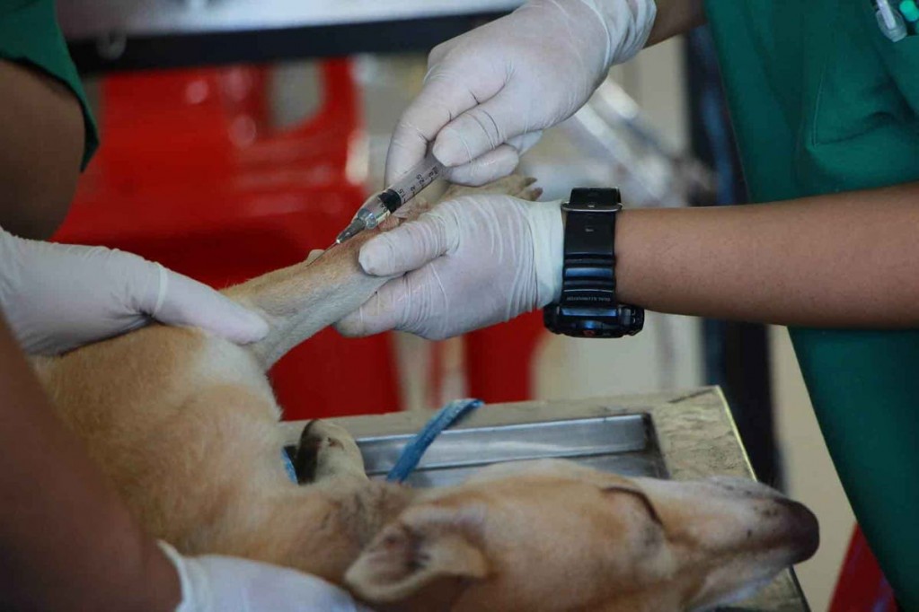 Atención oportuna puede salvar a tu mascota Atención oportuna puede salvar a tu mascota