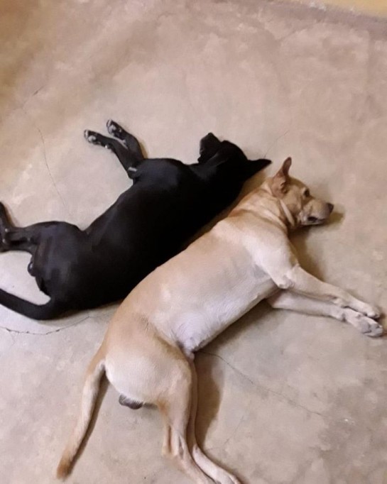 Buscan a “Pucho” y “Jack”, ofrecen recompensa Buscan a “Pucho” y “Jack”, ofrecen recompensa