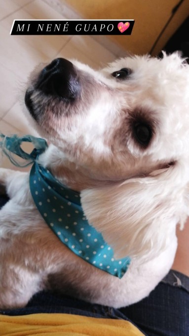 Piden ayuda para encontrar a “Taco” un maltés extraviado en Sol Caucel