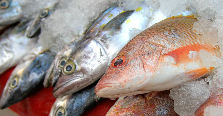 Esperanza ante reanudación de la temporada de pesca de mero Esperanza ante reanudación de la temporada de pesca de mero