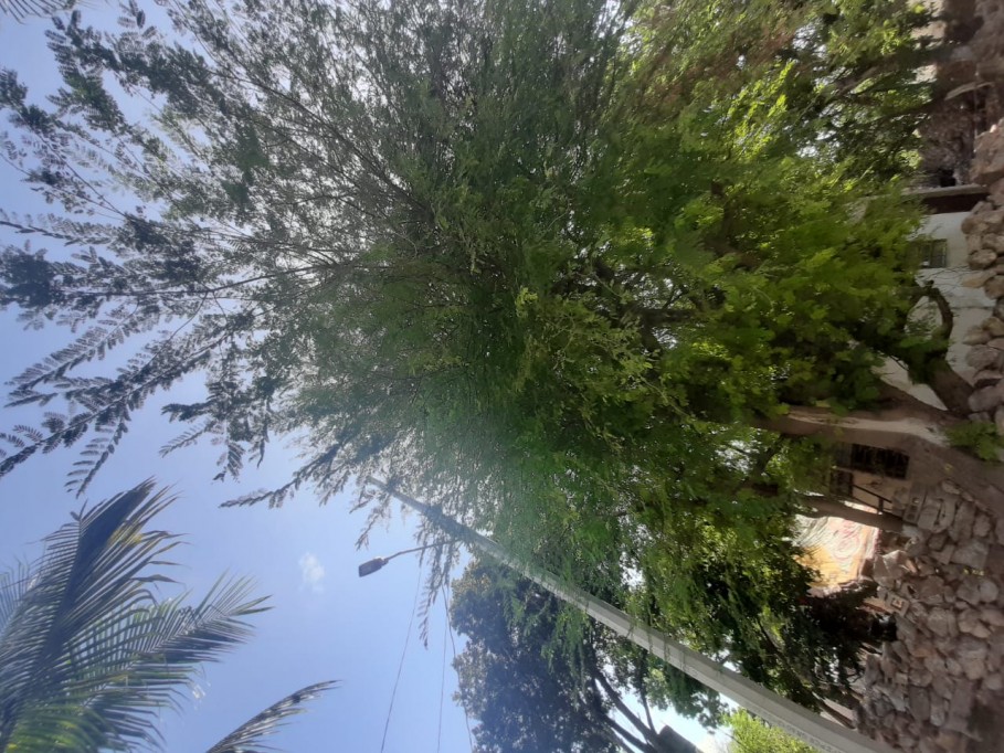 Piden ayuda para podar árbol en Yaxnic, antes que ocasione algún accidente