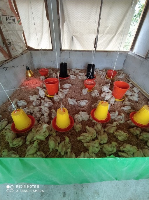 Ponen granja pero se quedan sin alimento para sus animales