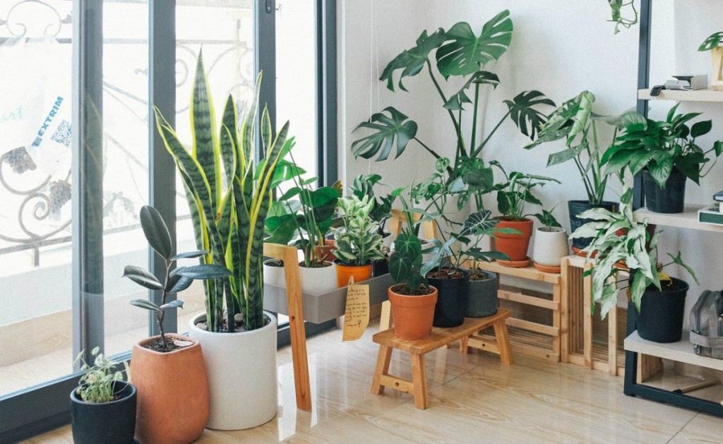 Recomiendan tener plantas o árboles en casa para combatir las altas temperaturas Recomiendan tener plantas o árboles en casa para combatir las altas temperaturas