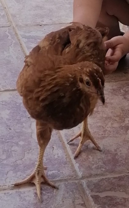 Ofrecen recompensa para encontrar a “Josefina”, una gallina Ofrecen recompensa para encontrar a “Josefina”, una gallina