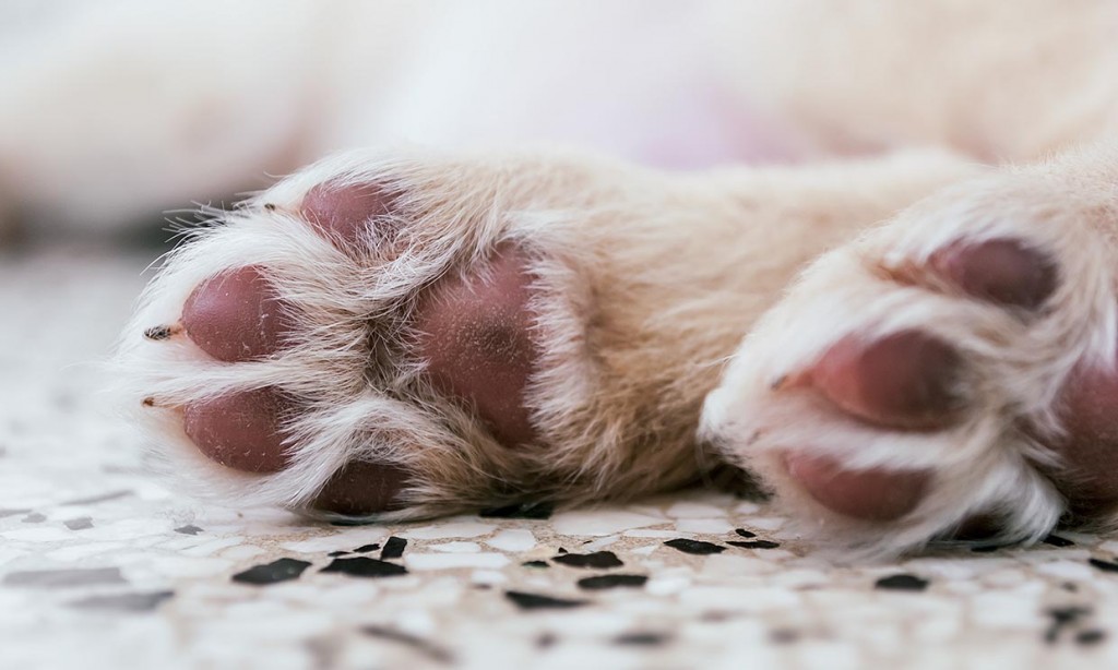 Los perros son susceptibles a quemaduras; exhortan a no exponerlos de 10 am a 6pm Los perros son susceptibles a quemaduras; exhortan a no exponerlos de 10 am a 6pm