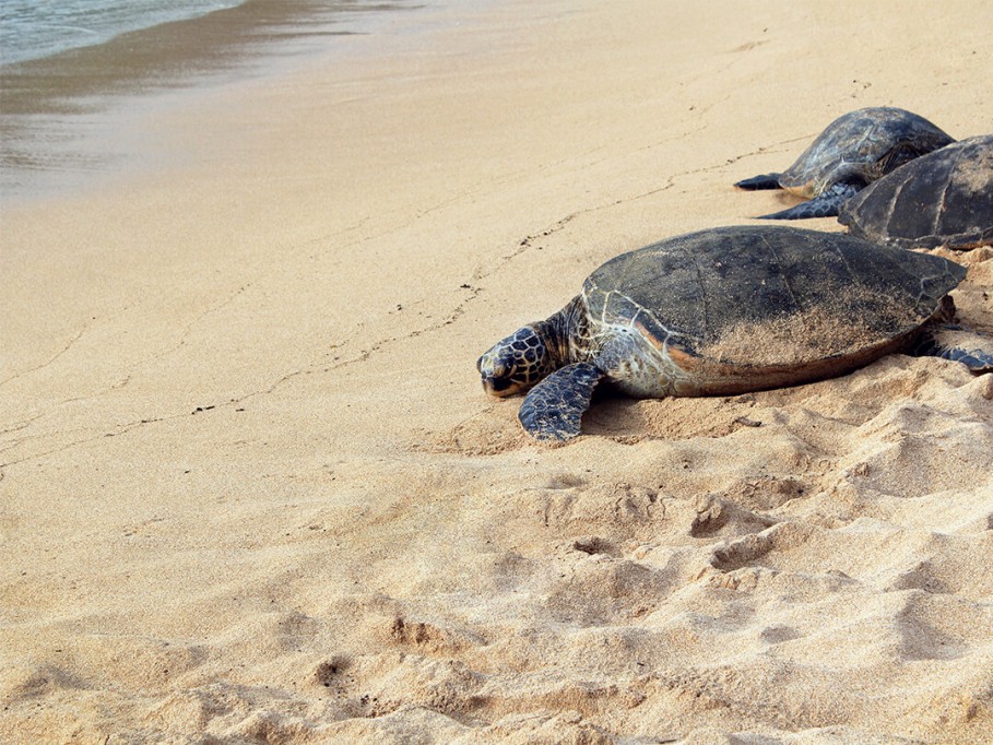 Junio, mes de la anidación de tortugas Junio, mes de la anidación de tortugas