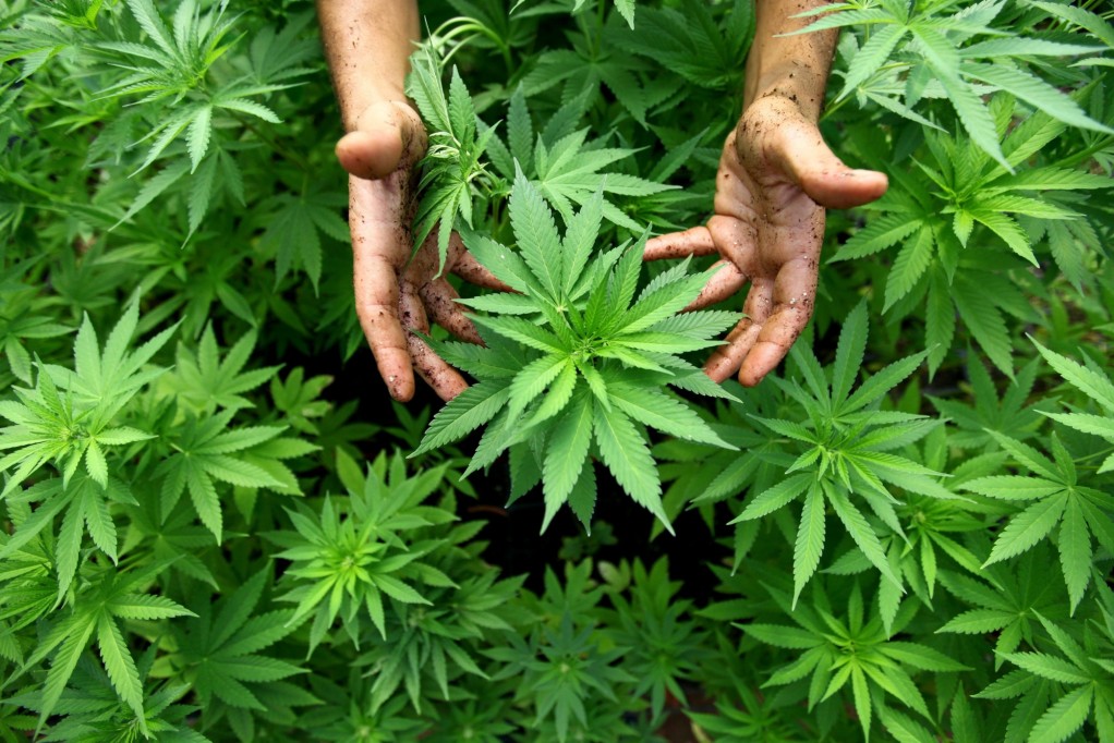 Mala información sataniza a la marihuana Mala información sataniza a la marihuana
