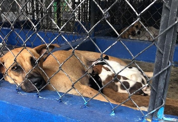 Perros callejeros, un problema de salud pública Perros callejeros, un problema de salud pública