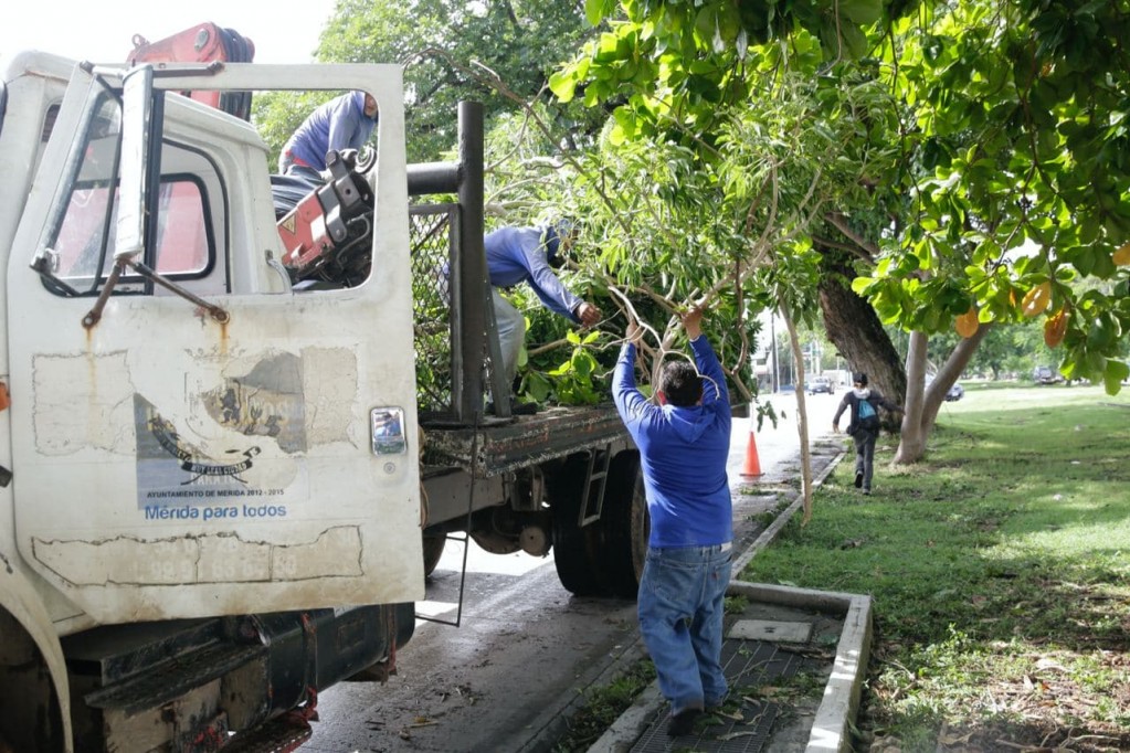 Avanza limpieza de Mérida tras el paso de “Grace” Avanza limpieza de Mérida tras el paso de “Grace”