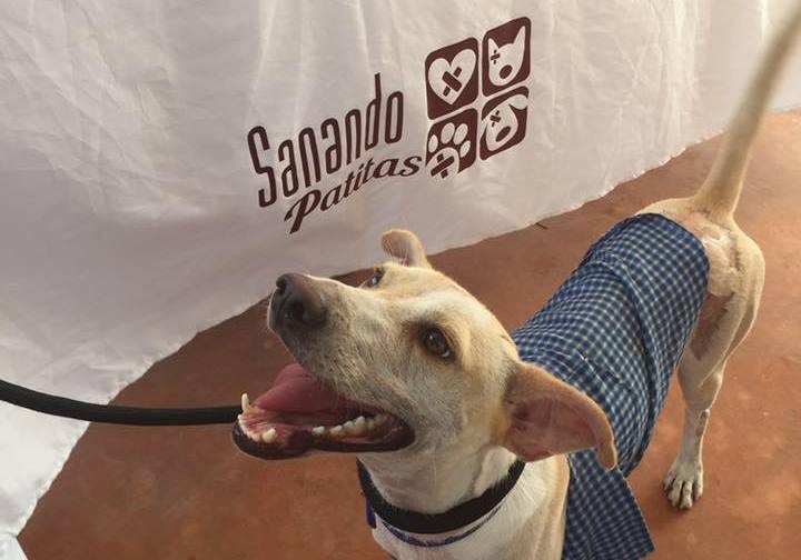 Adopta una mascota en el Tianguis Turístico