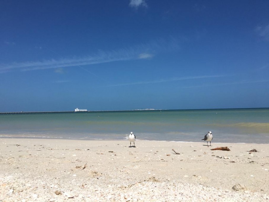 Febrero inicia con el saneamiento de playas y manglares Febrero inicia con el saneamiento de playas y manglares