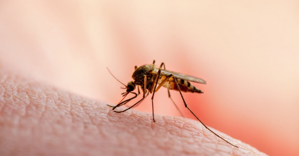 El dengue tipo 3 es el que se está propagando en la entidad El dengue tipo 3 es el que se está propagando en la entidad