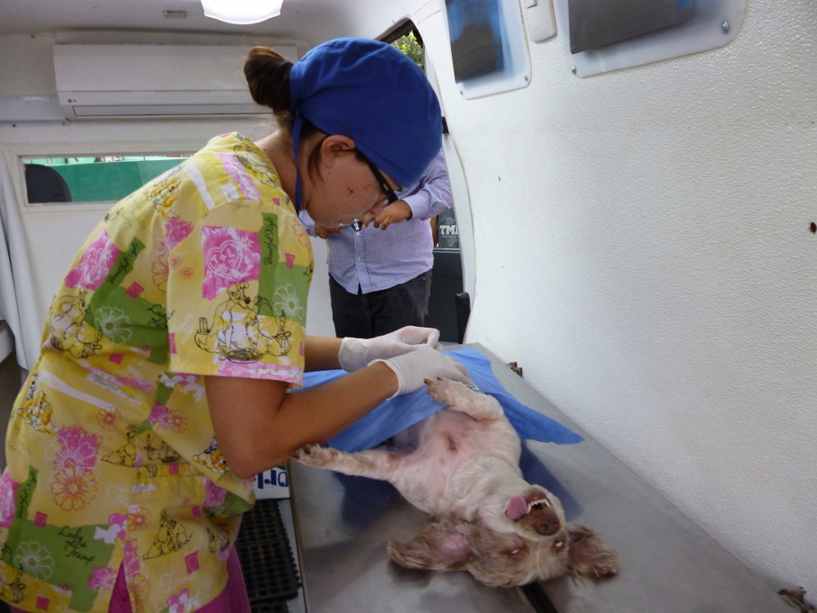 TIZIMIN: Y los perros callejeros… ¿Quién los a esterilizar?\r\n TIZIMIN: Y los perros callejeros… ¿Quién los a esterilizar?\r\n