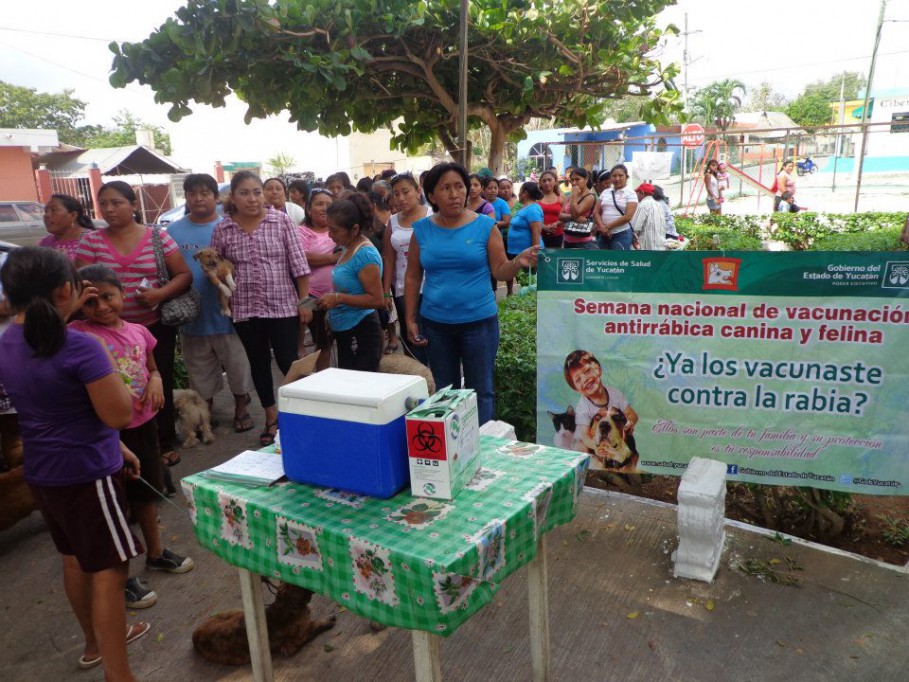 TIZIMIN: Invitan a esterilizar perros y gatos que deambulan en las calles.\r\n TIZIMIN: Invitan a esterilizar perros y gatos que deambulan en las calles.\r\n