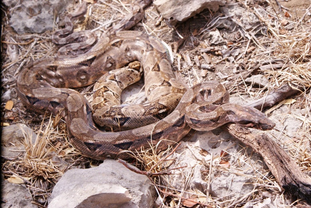 Liberan boas constrictor entre Mérida y Progreso Liberan boas constrictor entre Mérida y Progreso