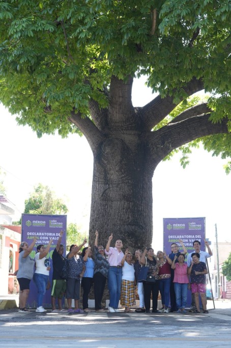 Cuenta ya Mérida con 100 árboles declarados con valor cultural y patrimonial Cuenta ya Mérida con 100 árboles declarados con valor cultural y patrimonial