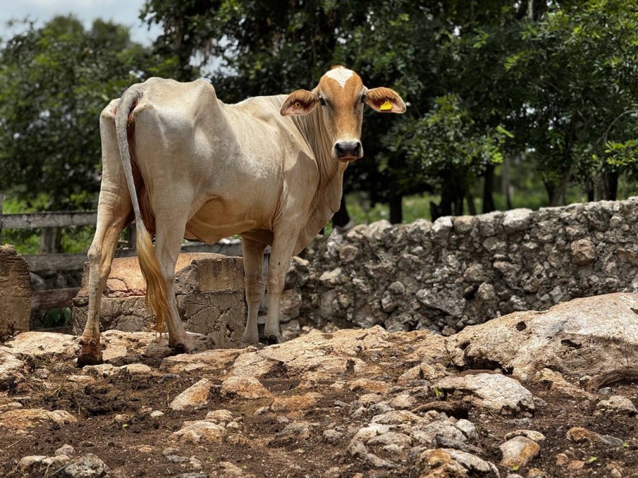 Existen 384 casos confirmados del gusano barrenador en Yucatán