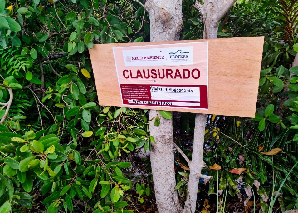 Suspende Profepa actividades de relleno de humedal en área natural protegida de Dzilam Suspende Profepa actividades de relleno de humedal en área natural protegida de Dzilam