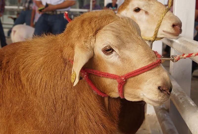 Inicia este domingo en Tizimín el tianguis patrio 2025 Inicia este domingo en Tizimín el tianguis patrio 2025