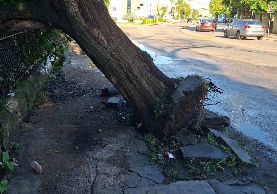 Retira árbol de Avenida Pérez Ponce Ayuntamiento de Mérida Retira árbol de Avenida Pérez Ponce Ayuntamiento de Mérida