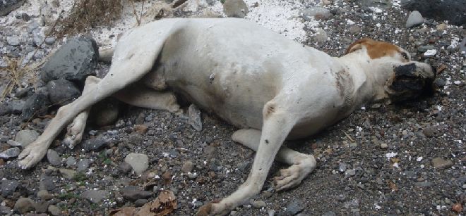 Nadie recoge perros en descomposición en ampliación Reparto Granjas. Nadie recoge perros en descomposición en ampliación Reparto Granjas.