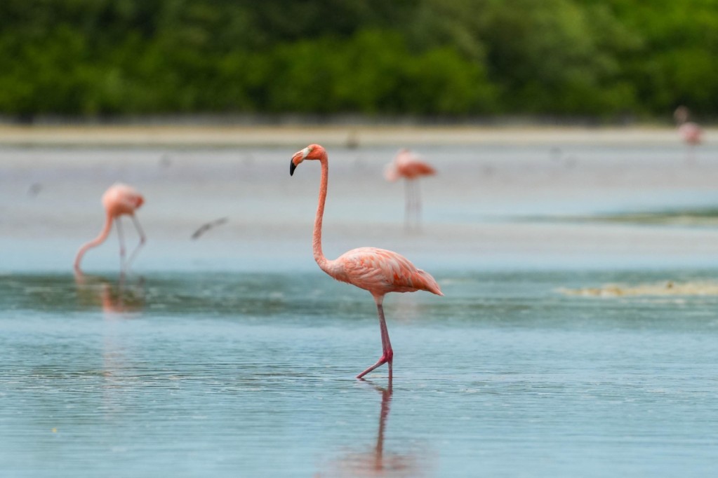 Turismo sustentable en Celestún fortalece lazos con agencias de viajes