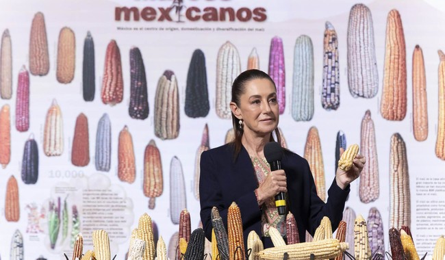 Anuncia Claudia Sheinbaum programa “Sin maíz no hay país”, para sembrar maíz con bienestar