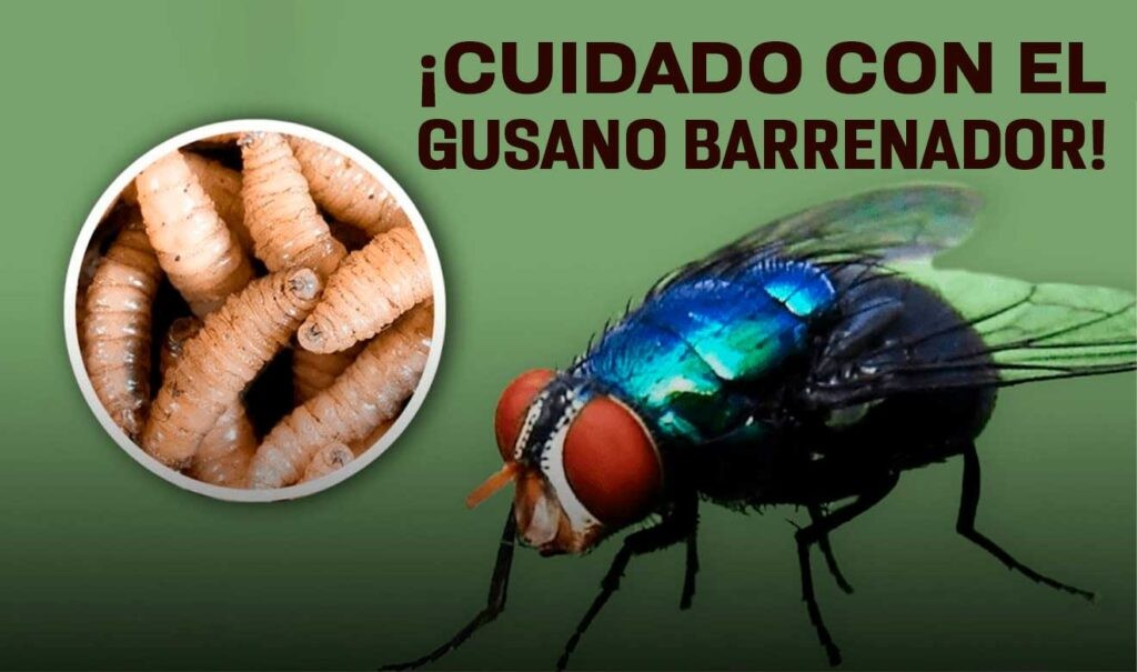 Continúan los esfuerzos conjuntos para controlar al gusano barrenador en Yucatán