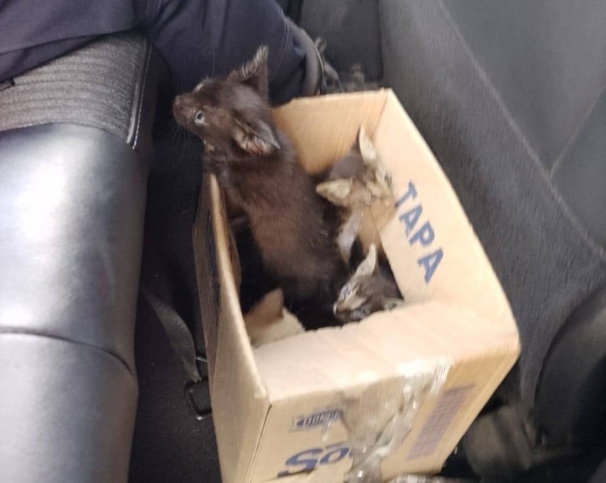 La Policía de Tizimín exhorta a denunciar casos de maltrato animal