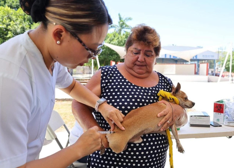 Llegaron a Tizimín 3 mil dosis de vacunas contra la rabia
