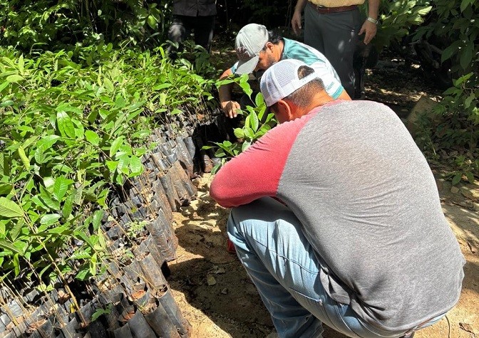 Renacimiento Verde avanza en el oriente yucateco
