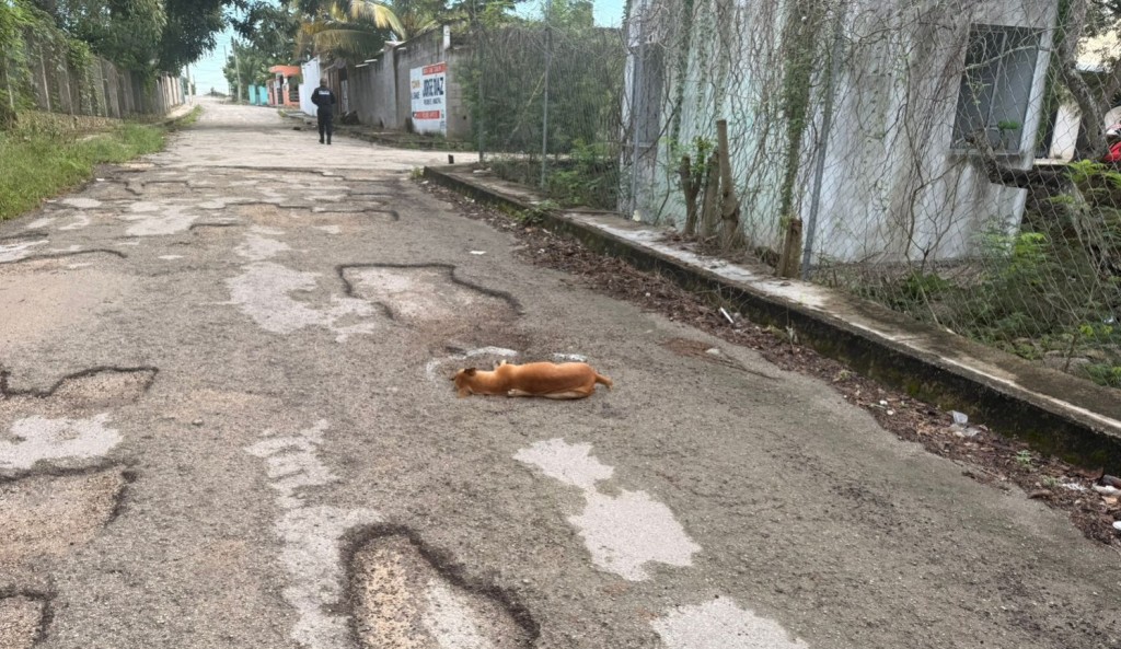 Indigna en Tizimín matanza de perros callejeros