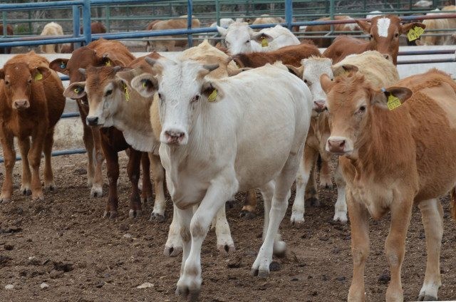 Refuerzan En Yucatán acciones de control del gusano barrenador