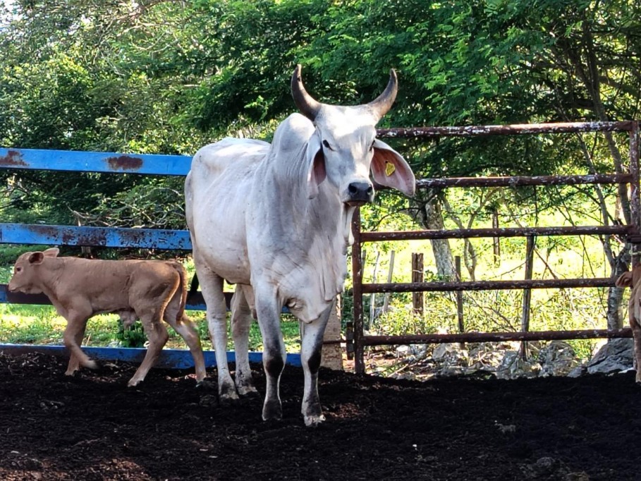 Prosiguen las acciones para controlar el gusano barrenador en Yucatán