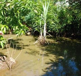 Temen procreación de moscos de dengue en Chicxulub Pueblo Temen procreación de moscos de dengue en Chicxulub Pueblo