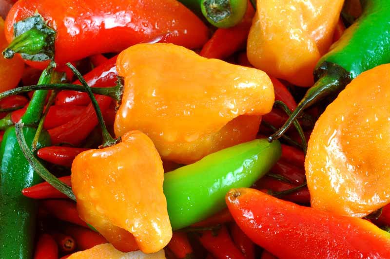 Proyectos con el chile habanero detenidos Proyectos con el chile habanero detenidos