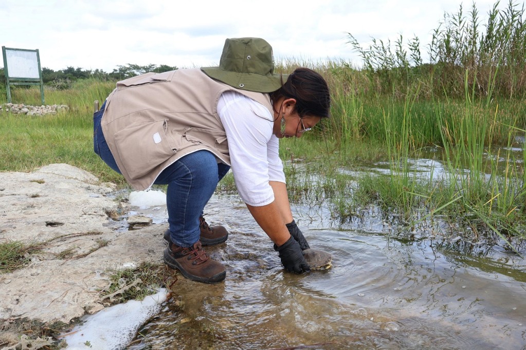 Translocan 90 tortugas a Lagunas de Yalahau para impulsar la conservación de la vida silvestre