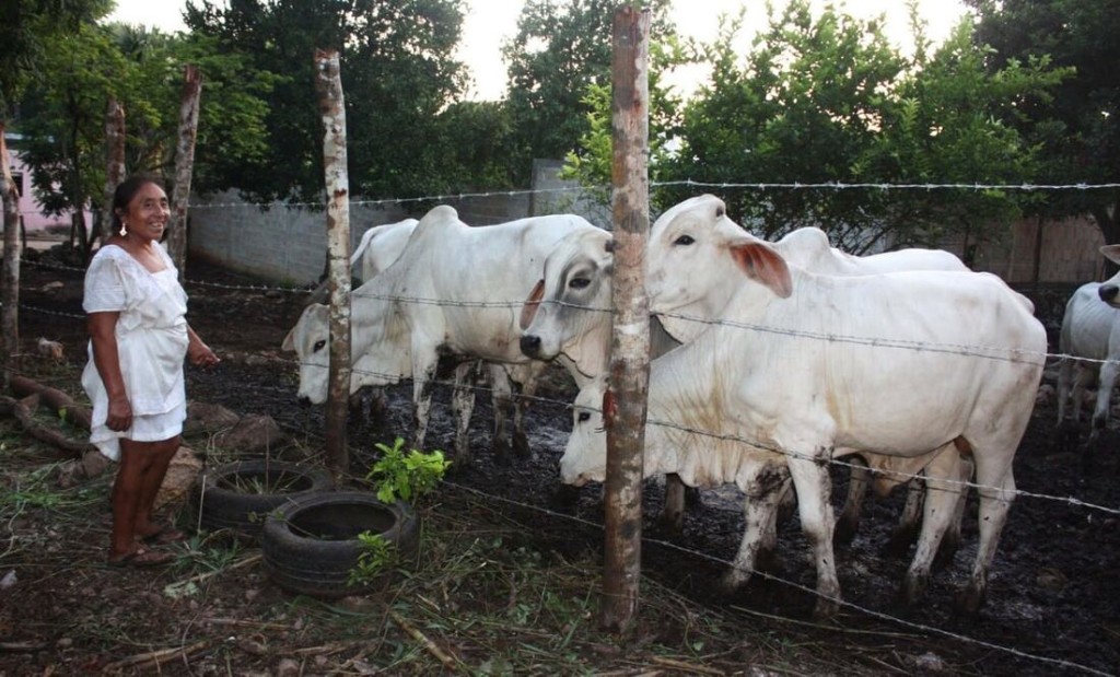 Nueva ley para regular la actividad ganadera en Yucatán