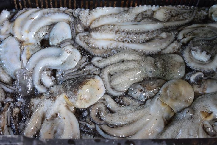 Yucatán, cerca de agotar cuota de captura de pulpo con semanas de temporada pendientes