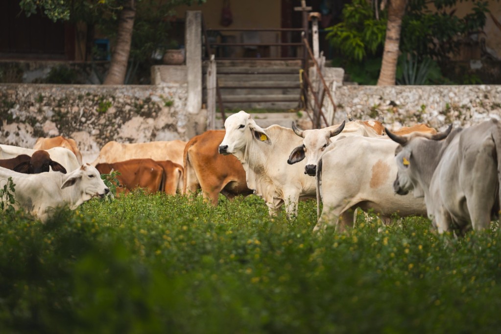 Detectan 28 Nuevos Casos de Gusano Barrenador; Suman 1,121 en Yucatán