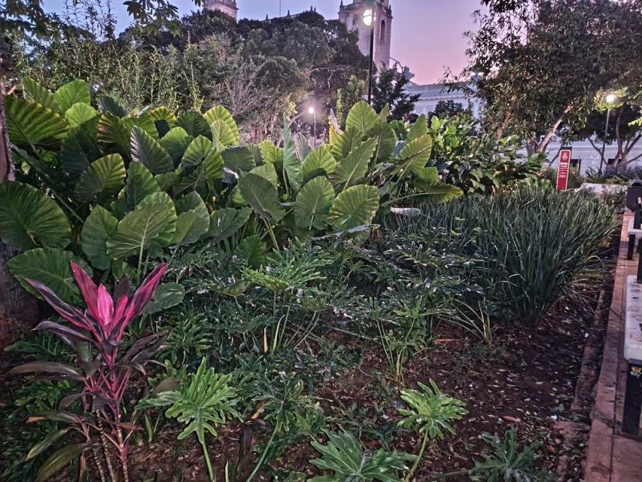 El corazón de Mérida renace: La Plaza Grande con un “pulmón verde” que atrae nueva fauna