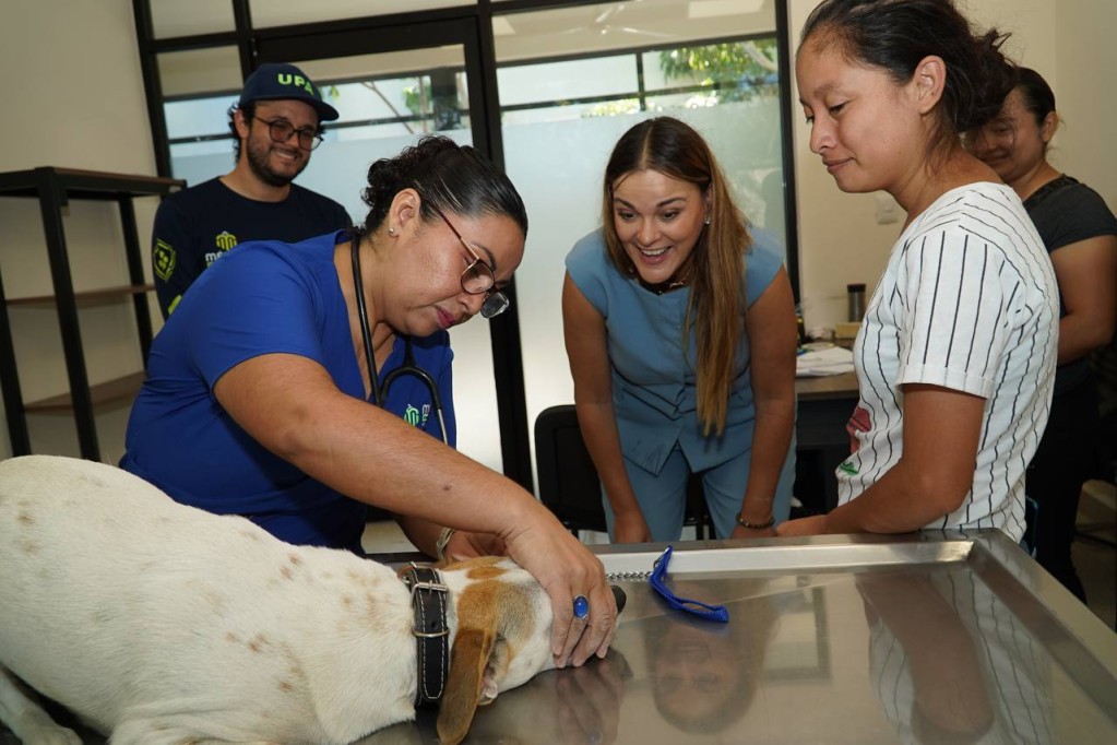 Realiza Mérida jornada masiva de esterilización canina para control poblacional “Suma una pata”